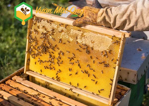 Kỹ thuật tạo ong chúa và chia đàn ong