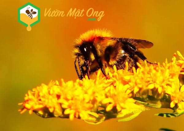 Kỹ thuật khai thác phấn hoa, mật ong, sữa ong chúa
