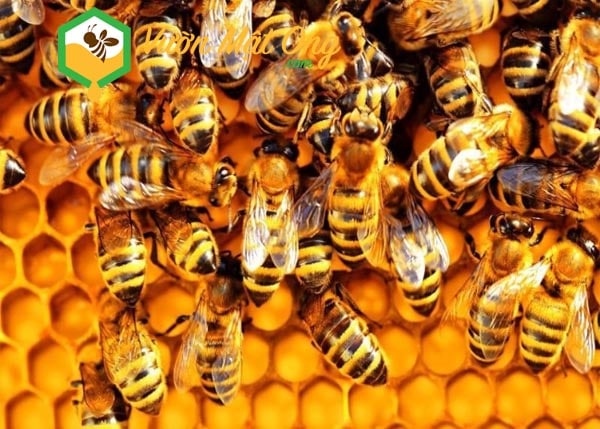 Kỹ thuật tạo ong chúa và chia đàn ong