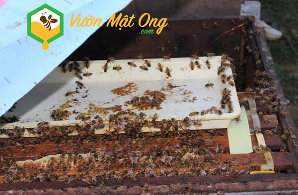 Thu lợi nhuận "khủng" từ nuôi ong mật tự nhiên