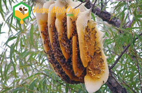 Người nuôi ong chân chính cũng tạo ra mật ong rất tốt