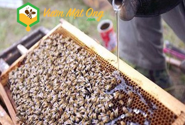 Tiêu chí đánh giá chất lượng mật ong theo cách kiểm nghiệm thành phần C4 trong mật ong