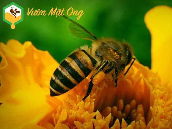 Vị ngọt của mật ong