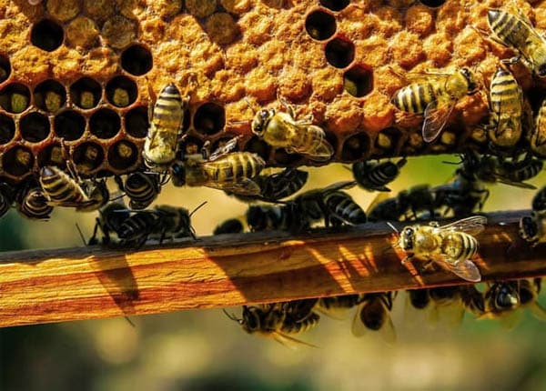 Làm thức ăn cho ong