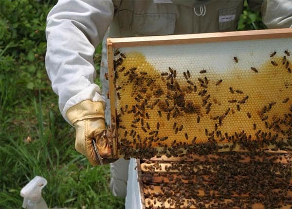 Tìm hiểu về mật ong rừng và mật ong nuôi