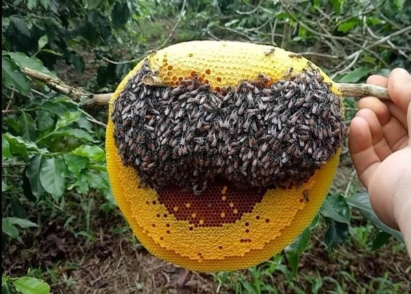 Cách phân biệt mật ong rừng bằng mắt thường