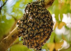 Cách phân biệt mật ong rừng và mật ong nuôi chuẩn nhất