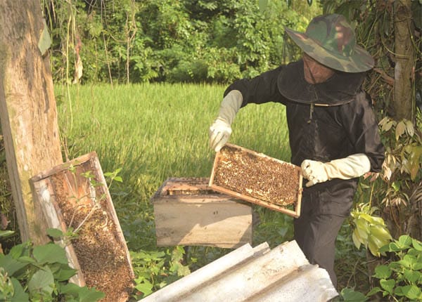 Chuẩn bị cho quá trình nuôi ong mật tại nhà