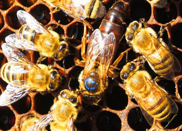 Kỹ thuật và cách nuôi ong mật tại nhà