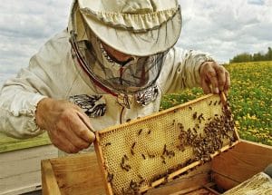 Hướng dẫn cách nuôi ong mật tại nhà 