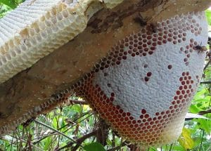 Cách bắt ong mật về nuôi