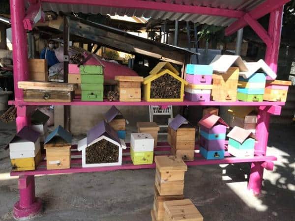 Dự án nuôi ong dú