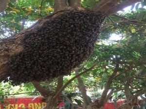 Phương pháp ngăn ong mật bỏ tổ bay đi - Ban Dân tộc - SonLa.gov.vn