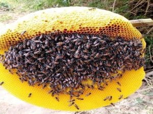 Mách bạn mẹo chống rét cho ong mật hiệu quả - Bác sĩ nông nghiệp