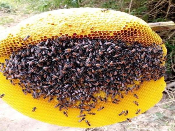Mách bạn mẹo chống rét cho ong mật hiệu quả - Bác sĩ nông nghiệp