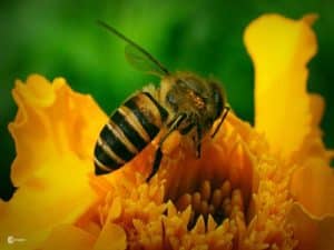 Cách làm thùng nuôi ong, Thức ăn cho ong mật - Triệu Phú Nông Dân