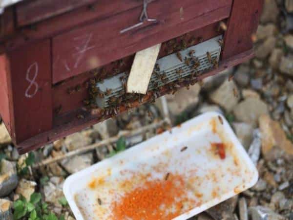 Kỹ thuật nuôi ong mật: Cách làm thùng nuôi ong, Thức ăn cho ong mật,...