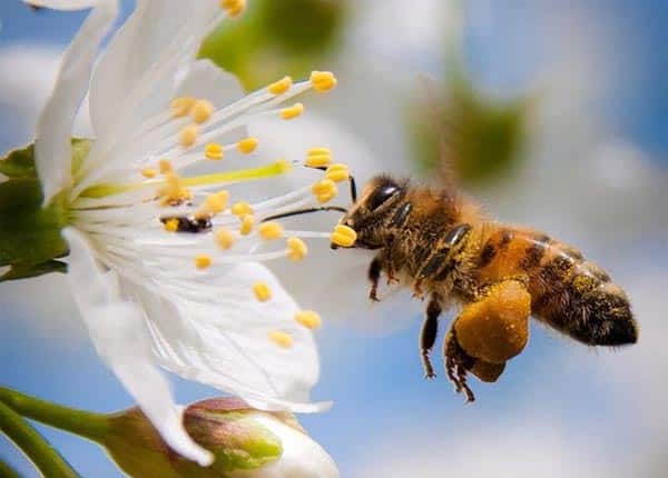 Hướng dẫn cách sử dụng phấn hoa để đạt hiệu quả tốt nhất