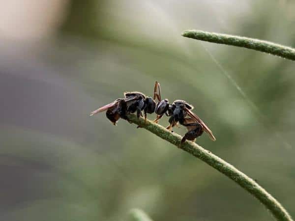 Ong dú cắn nhẹ hơn kiến cắn
