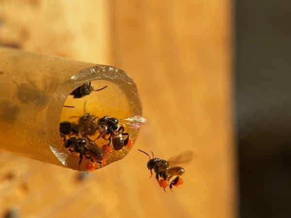 Ong dú có đặc điểm là không bỏ tổ