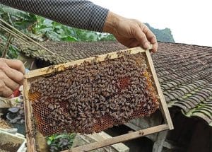 Kỹ thuật kiểm tra đàn ong- Kiểm tra trọng điểm