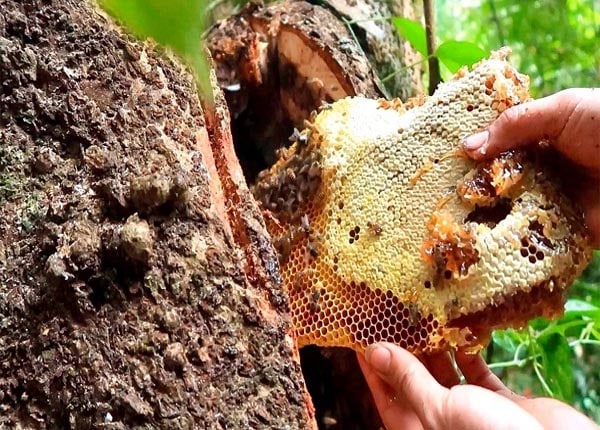 Biện pháp phòng chống dịch bệnh vào mùa rét cho ong mật