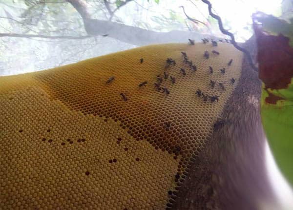 Cách lấy mật ong rừng về nuôi