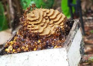 Cách tìm tổ ong dú