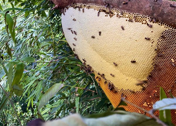 Cách chữa viêm phế quản bằng mật ong tự nhiên ít người biết đến