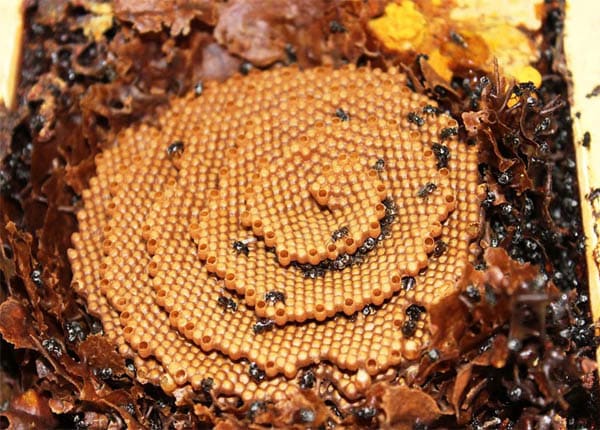 Kết cấu của tổ ong mật