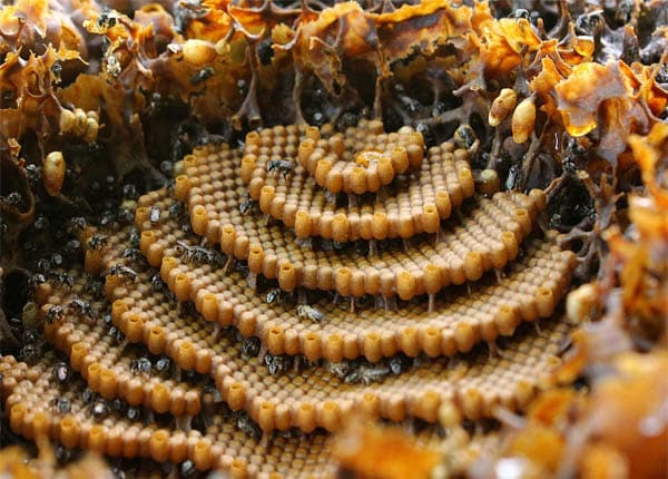 Phương pháp ngăn ong mật bỏ tổ bay đi