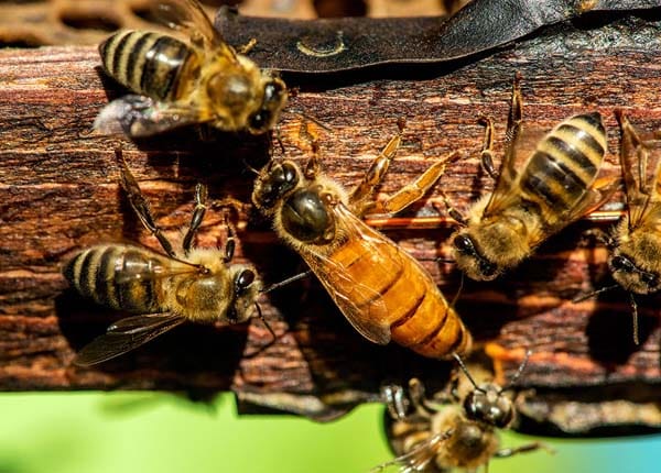 Ong mật chúa là gì? Cách nhận biết ong chúa