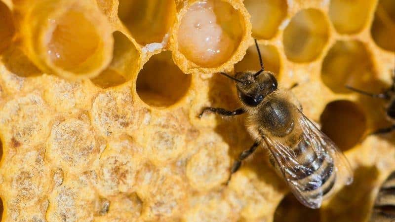 Sữa ong chúa là một chất tiết màu trắng đục do loài ong mật tiết ra