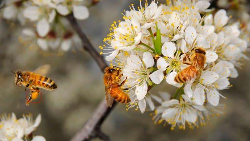 Không dùng sữa ong chúa cho người bị dị ứng phấn hoa và ong đốt